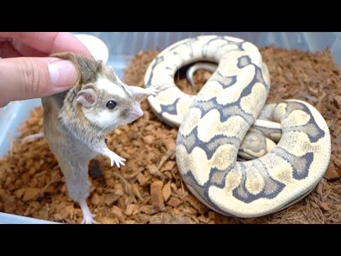 1年拒食している蛇に特別なマウスを入れてみると…(YouTube)