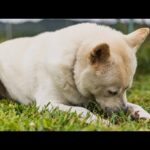 【ライブ】今後の楽園　12:30~(YouTube)