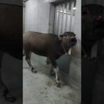 スイギュウの「さち」の鳴き声：多摩動物公園　#shorts #多摩動物公園 #スイギュウ #水牛 #さち #鳴き声 #スイギュウファミリー #動物園 #animals(YouTube)