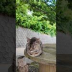 港付近の坂道の途中にあるテーブルが完全に猫カフェだった(YouTube)