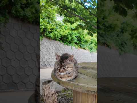 港付近の坂道の途中にあるテーブルが完全に猫カフェだった(YouTube)