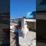 ハートマークの三毛猫ちゃん、漁港に置いてあった箱からモフられに出てきた(YouTube)
