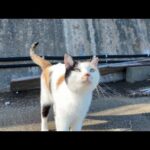 会うと必ず撫でられに来るハートマークの三毛猫ちゃんがかわいすぎる(YouTube)