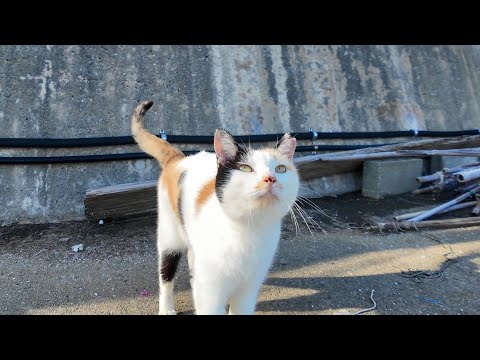 会うと必ず撫でられに来るハートマークの三毛猫ちゃんがかわいすぎる(YouTube)