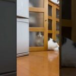 モザイクかかってるからバレへんやろ(YouTube)