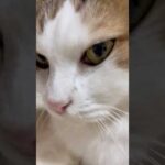 そっち行くんかい(YouTube)