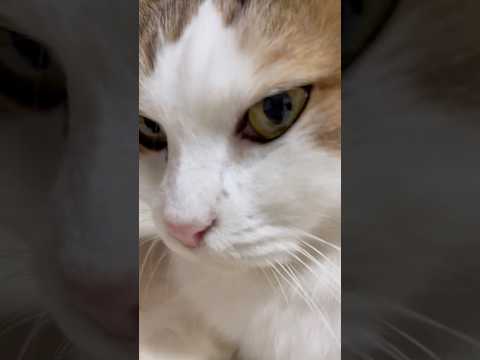 そっち行くんかい(YouTube)