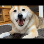 姫猫のそばにいると嬉しくて仕方がない柴犬パパ(YouTube)