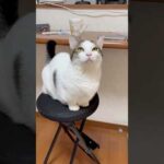 どこから来るんだ(YouTube)