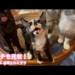 アタチも元気ニャン！  奥武島に遺棄されたララ    2025 10 02 1(YouTube)