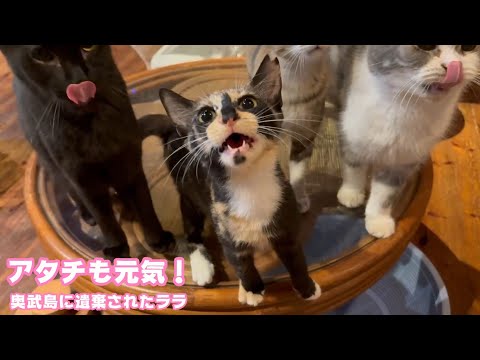 アタチも元気ニャン！  奥武島に遺棄されたララ    2025 10 02 1(YouTube)