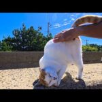 猫島の防波堤をウロウロする猫たちをナデナデしてきた🐱💕(YouTube)