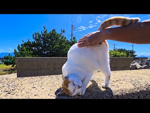猫島の防波堤をウロウロする猫たちをナデナデしてきた🐱💕(YouTube)
