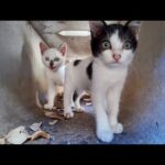 側溝の中は子猫たちの秘密の遊び場!?(YouTube)