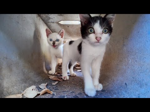 側溝の中は子猫たちの秘密の遊び場!?(YouTube)