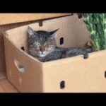 食欲の秋でも我慢の秋(YouTube)