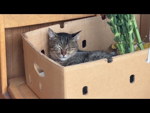 食欲の秋でも我慢の秋(YouTube)