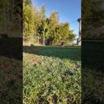 #骨肉腫 #大型犬のいる生活 #断脚手術(YouTube)