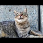 防波堤の下にいたキジトラ猫を撫でると喜んで付いてきた(YouTube)