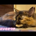 8日ぶりのおウチ  行方不明だったサビ猫 2025.10.09-2(YouTube)