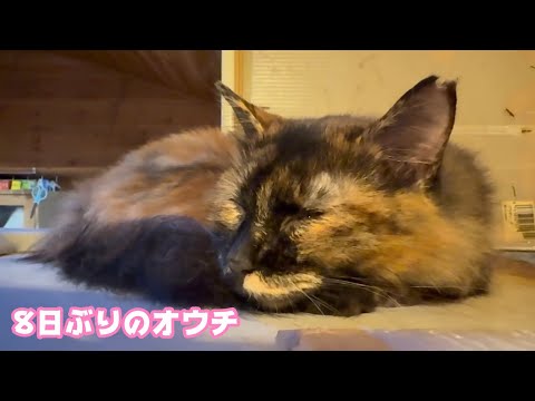 8日ぶりのおウチ  行方不明だったサビ猫 2025.10.09-2(YouTube)