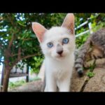 猫島の港で出会った子猫の兄弟が仲良くじゃれてて可愛すぎた(YouTube)