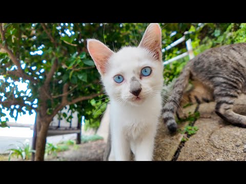 猫島の港で出会った子猫の兄弟が仲良くじゃれてて可愛すぎた(YouTube)