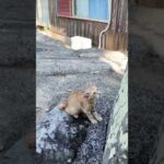 #ねこかわいいね(YouTube)