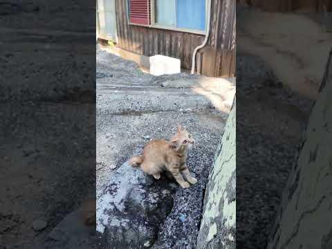 #ねこかわいいね(YouTube)