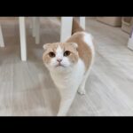 うんちするたびに「出たよ」とわざわざ報告しに来てくれる猫が可愛すぎましたw(YouTube)