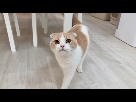 うんちするたびに「出たよ」とわざわざ報告しに来てくれる猫が可愛すぎましたw(YouTube)