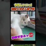 今、忙しいから後にするニャ😡【ネコ】#猫 #cat(YouTube)