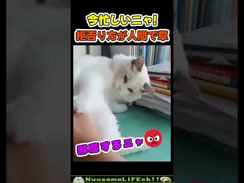 今、忙しいから後にするニャ😡【ネコ】#猫 #cat(YouTube)