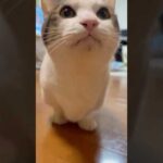 親子だねぇ(YouTube)