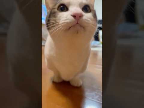 親子だねぇ(YouTube)