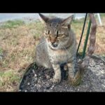 狂暴化した猫が足に噛みついてきました・・(YouTube)