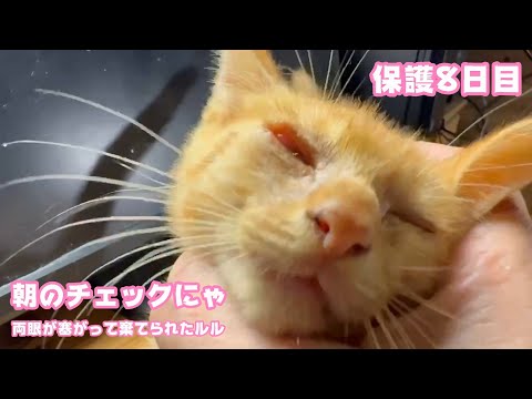 朝の目玉チェックにゃん！  両目が塞がって棄てられたルル  保護8日目  2025 10 23 1(YouTube)