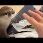 みんなで集めたドングリをカワウソにプレゼントしてみた！ We all gave the acorns we collected as a gift to the otter!(YouTube)