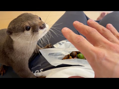 みんなで集めたドングリをカワウソにプレゼントしてみた！ We all gave the acorns we collected as a gift to the otter!(YouTube)
