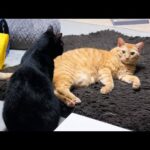 後輩猫をいつでもかまってあげる優しい兄猫が弟猫より飼い主を気にしちゃう姿が可愛すぎました(YouTube)