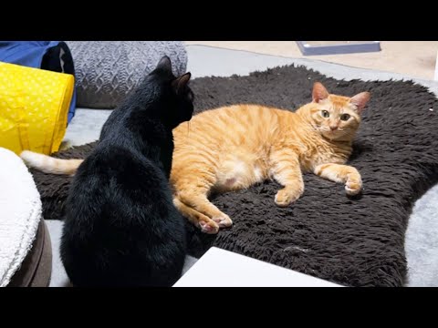 後輩猫をいつでもかまってあげる優しい兄猫が弟猫より飼い主を気にしちゃう姿が可愛すぎました(YouTube)