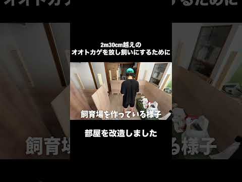 2m30cm越えのオオトカゲを放し飼いにするために部屋を改造しました(YouTube)