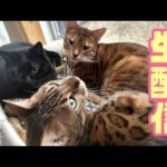 【生配信10/11】お久しぶりです！(YouTube)