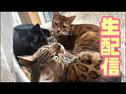 【生配信10/11】お久しぶりです！(YouTube)