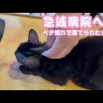 急遽病院へ！  ベタ慣れで棄てられたリリ  2025 10 20 2(YouTube)