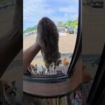 窓から不法侵入する猫達 #猫 #ねこ #cat(YouTube)