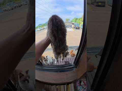 窓から不法侵入する猫達 #猫 #ねこ #cat(YouTube)