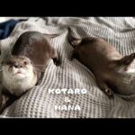 不器用なカワウソが真剣にジャグリングする姿が可愛すぎた　Otter’s Cute and Clumsy First Attempt at Juggling(YouTube)