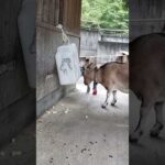 フィーダーを使ってえさを食べるヤギのツブ：多摩動物公園　#shorts #多摩動物公園 #ヤギ #ツブ #なかよし広場 #環境エンリッチメント #エンリッチメント #フィーダー #動物園(YouTube)