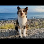 防波堤で三毛猫をナデナデしてたら…まさかのキジトラまで登場🐾💖(YouTube)